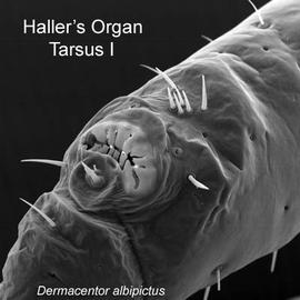  Dermacentor albipictus  tarsus I with Haller's organ well developed