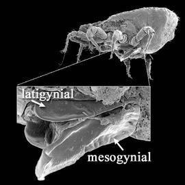  Trachytes  sp. lateral