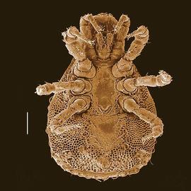  Trachytes  sp. male venter