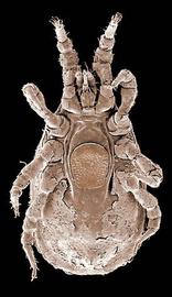  Polyaspidinus  female (Oregon) showing nude, sub-rectangular shape and mesogynal shield characters (DEW)