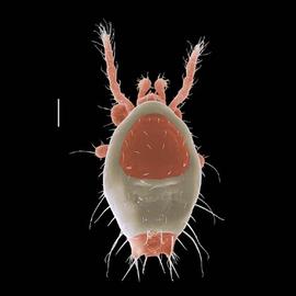  Funkotriplogynium  nymph (DEW)