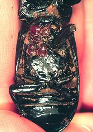  Megisthanus  on passalid (HCP)