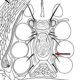 Trigynaspid sternogenital region