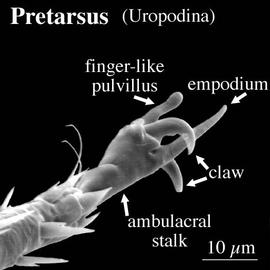 Uropodid tarsus IV (DEW)
