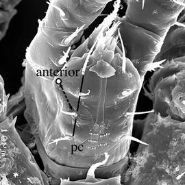 Uropodine hypostome (DEW)  