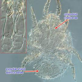  Deutonymphal uropodid from Iran
