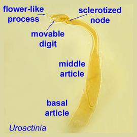 Chelicera of  Uroactinia  sp.