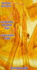  Uroobovella  chelicerae