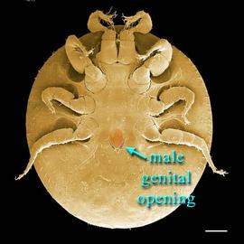  Australocillibia  sp. male (DEW)