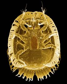   Clausiadinychus  female venter
