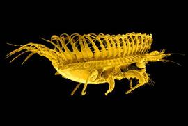 Basket mite lateral (DEW)
