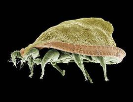  'Hat' mite (Uropodidae) (DEW)
