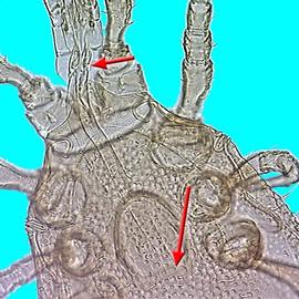 Dinychidae retracted chelicerae