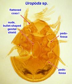  Uropoda female venter
