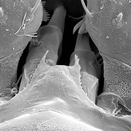  Gamasolaelaps  tectum