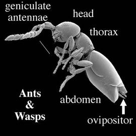 Hymenoptera wingless wasp (Scelionidae) (DEW)