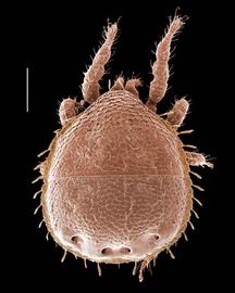 Zerconid dorsum (Oregon) (DEW)