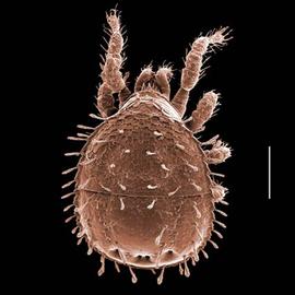 Zerconid (Idaho) (DEW)