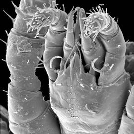 Zerconid subcapitulum (DEW)