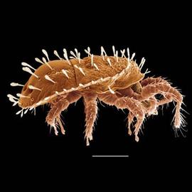 Zerconid lateral (Oregon) (DEW)