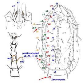  ad2 ,  pd2  elongate, curved as in  Zerconopsis  sp.