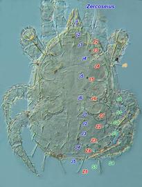  Zercoseius  dorsal view