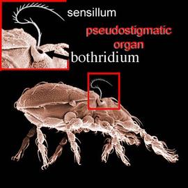 Trichobothrium with well-developed pair of prodorsal trichobothria (DEW)