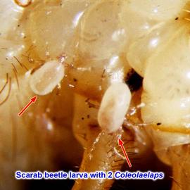   Coleolaelaps  on polyphagine beetle larva
