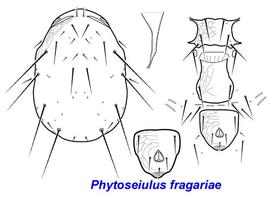  Phytoseiulus fragariae  female dorsum, venter, spermatheca
