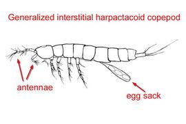 Interstitial harpactacoid copepod (DEW)