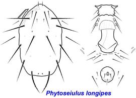  Phytoseiulus longipes  female dorsum and venter