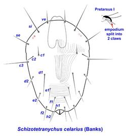   Schizotetranychus celarius 
