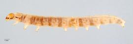 Fig. 1: Late instar, lateral view