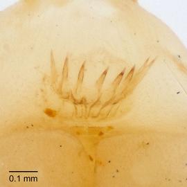 Fig. 6: Anal comb