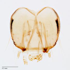 Fig. 8: Head