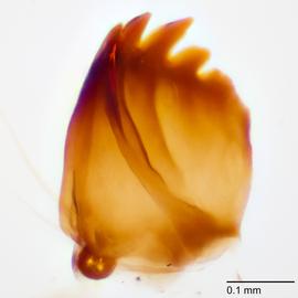 Fig. 10: Mandible
