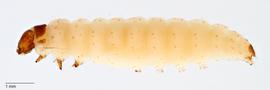 Fig. 2: Late instar, lateral view