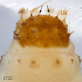 Fig. 6: Anal shield