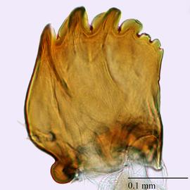 Fig. 9: Mandible