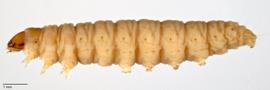 Fig. 2: Late instar, lateral view