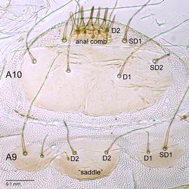 Fig. 5: Comb, A9-10