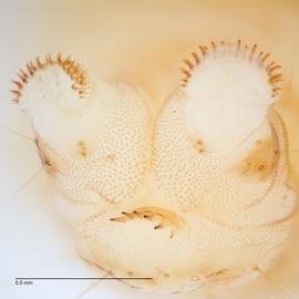 Fig. 6: Anal comb