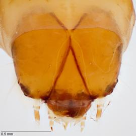 Fig. 10: Head