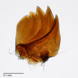 Fig. 12: Mandible