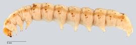 Fig. 1: Late instar  Helicoverpa armigera 