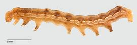 Fig. 5: Mid- to late instar larva, lateral view