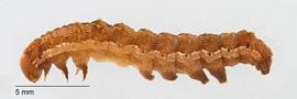 Fig. 7: Mid-instar larva, lateral view