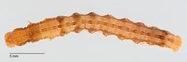 Fig. 6: Mid- to late instar larva, dorsal view