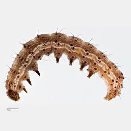 Fig. 10: Mid-instar