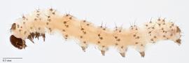 Fig. 9: Early instar larva, lateral view